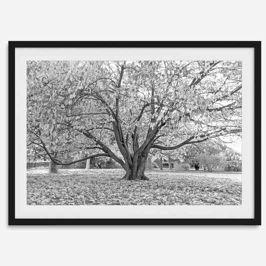 Parisian Foliage