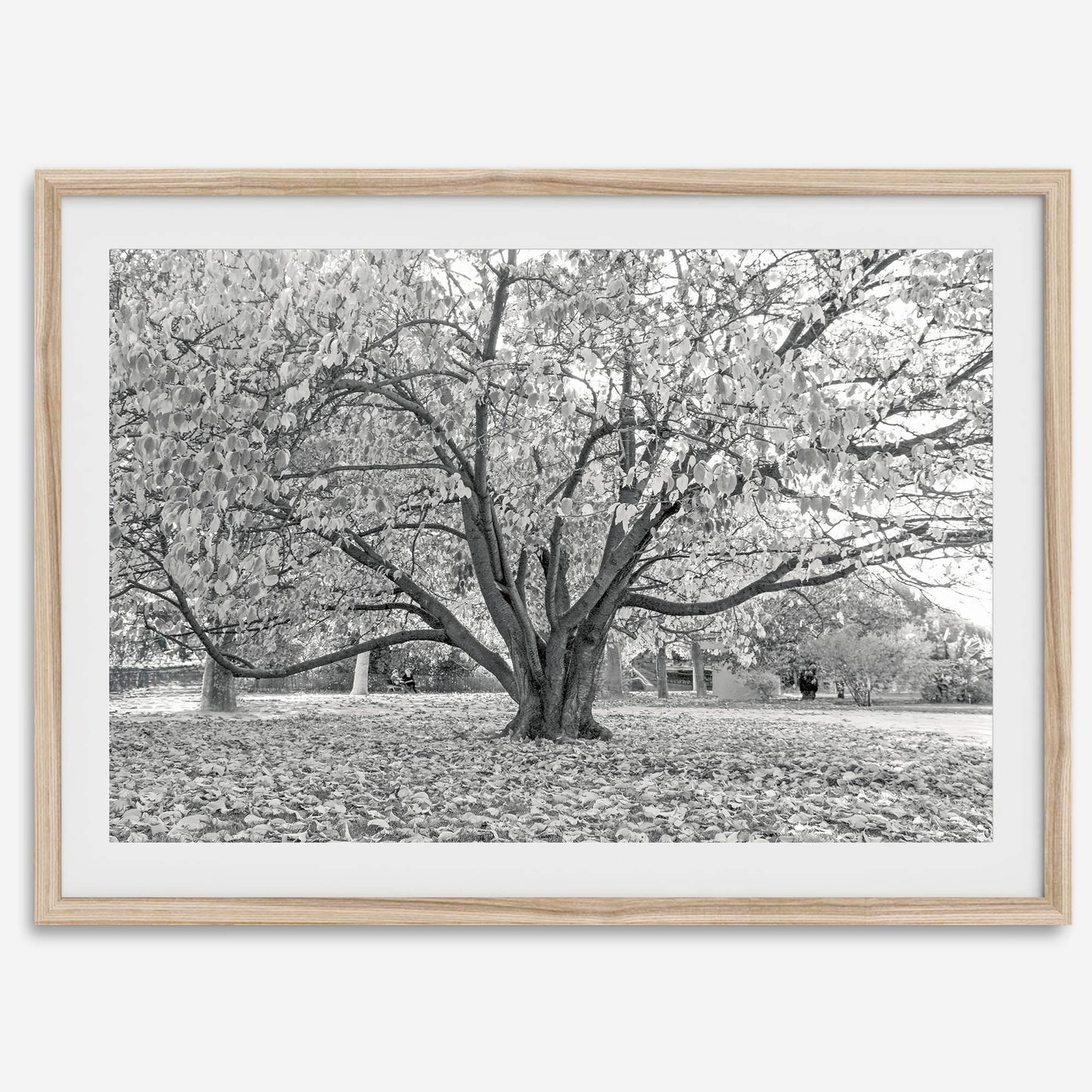 Parisian Foliage