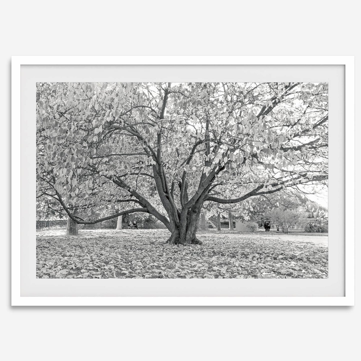 Parisian Foliage