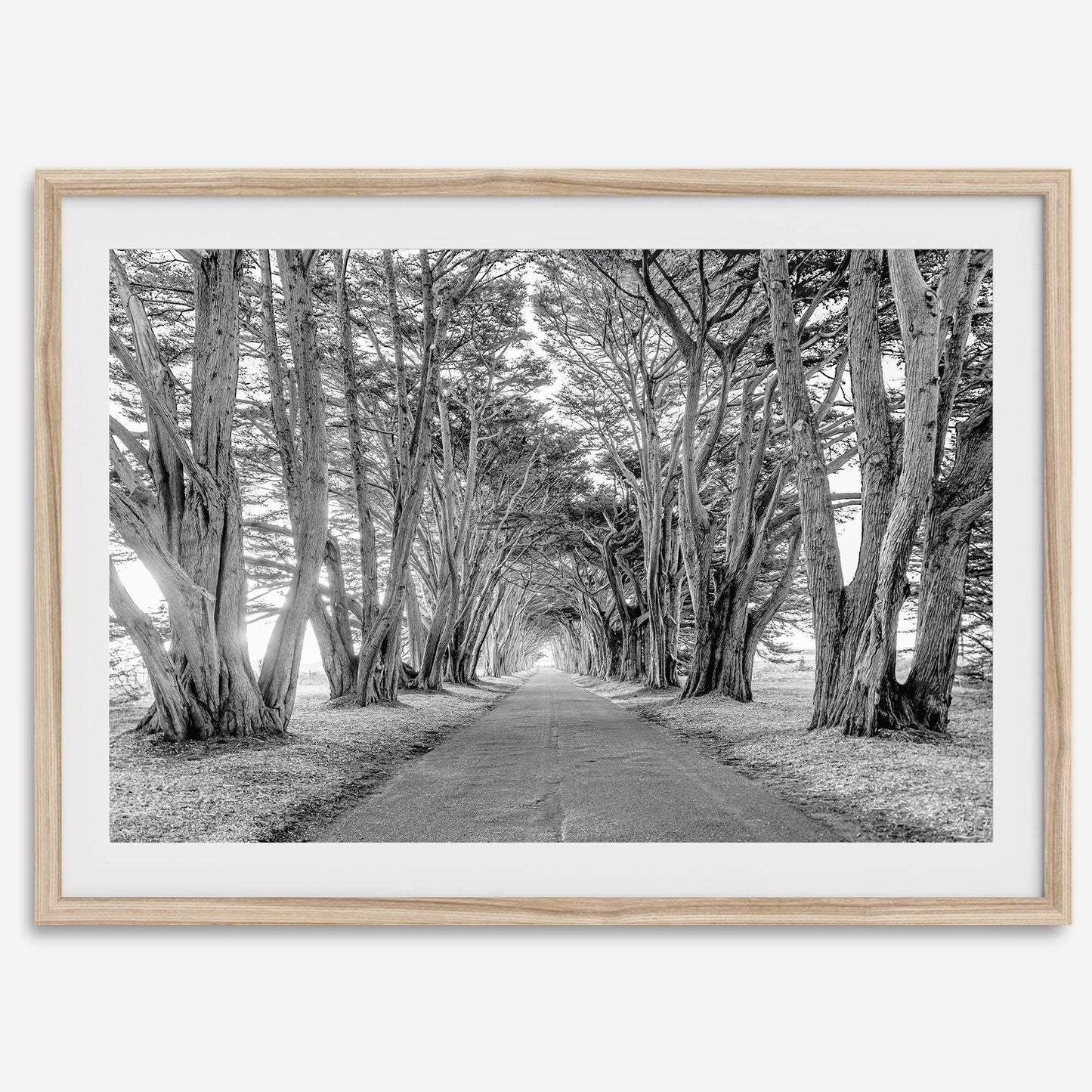 Cypress Tunnel B&W