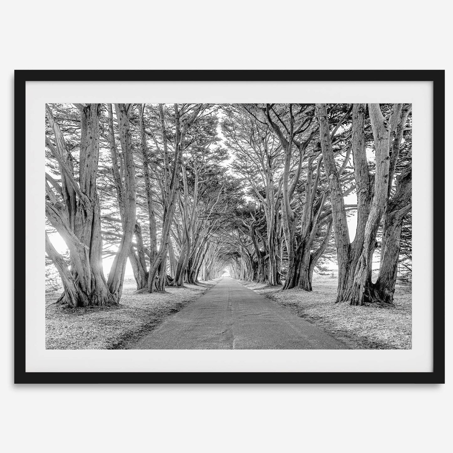 Cypress Tunnel B&W