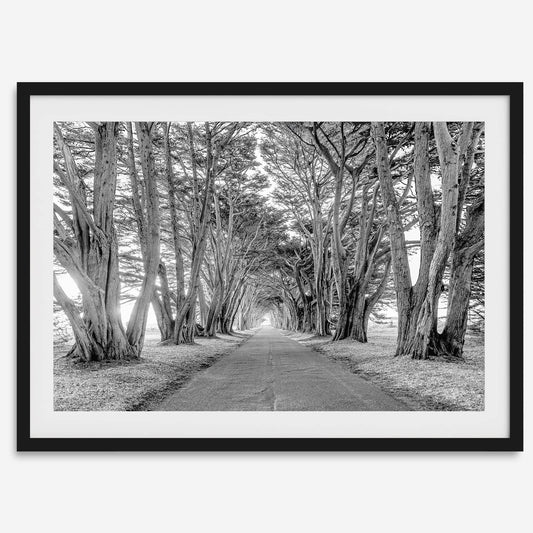 Cypress Tunnel B&W