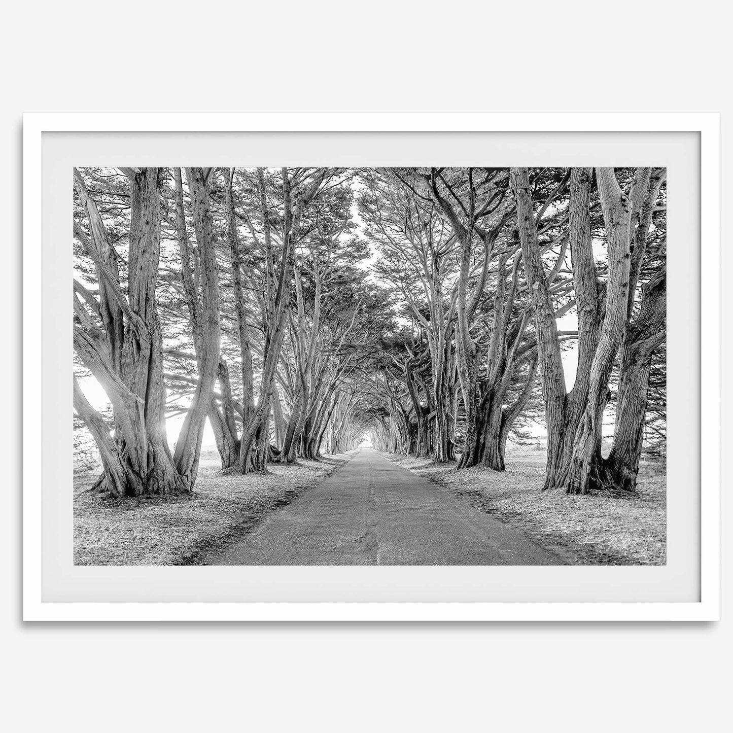 Cypress Tunnel B&W
