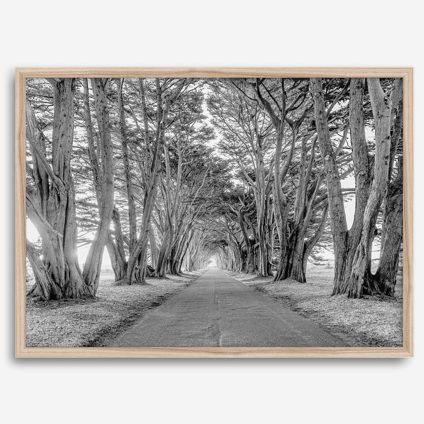 Cypress Tunnel B&W
