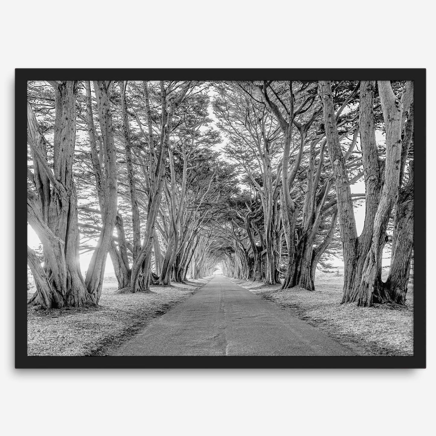 Cypress Tunnel B&W