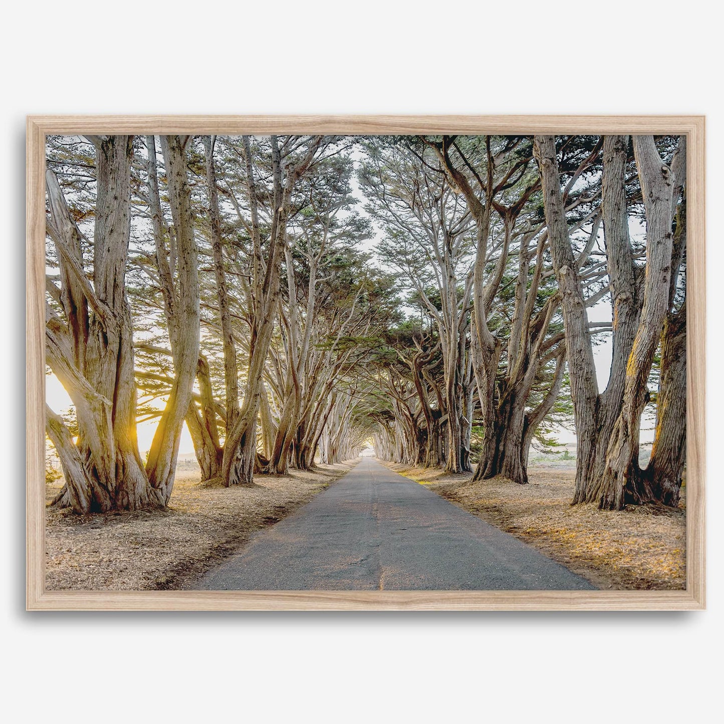Cypress Tunnel