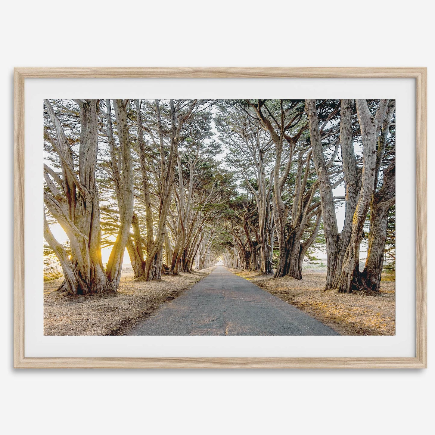 Cypress Tunnel