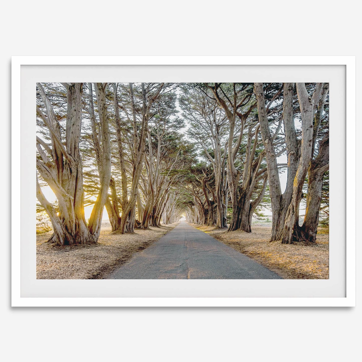 Cypress Tunnel