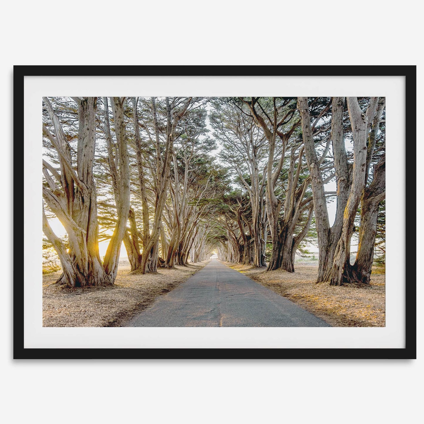 Cypress Tunnel