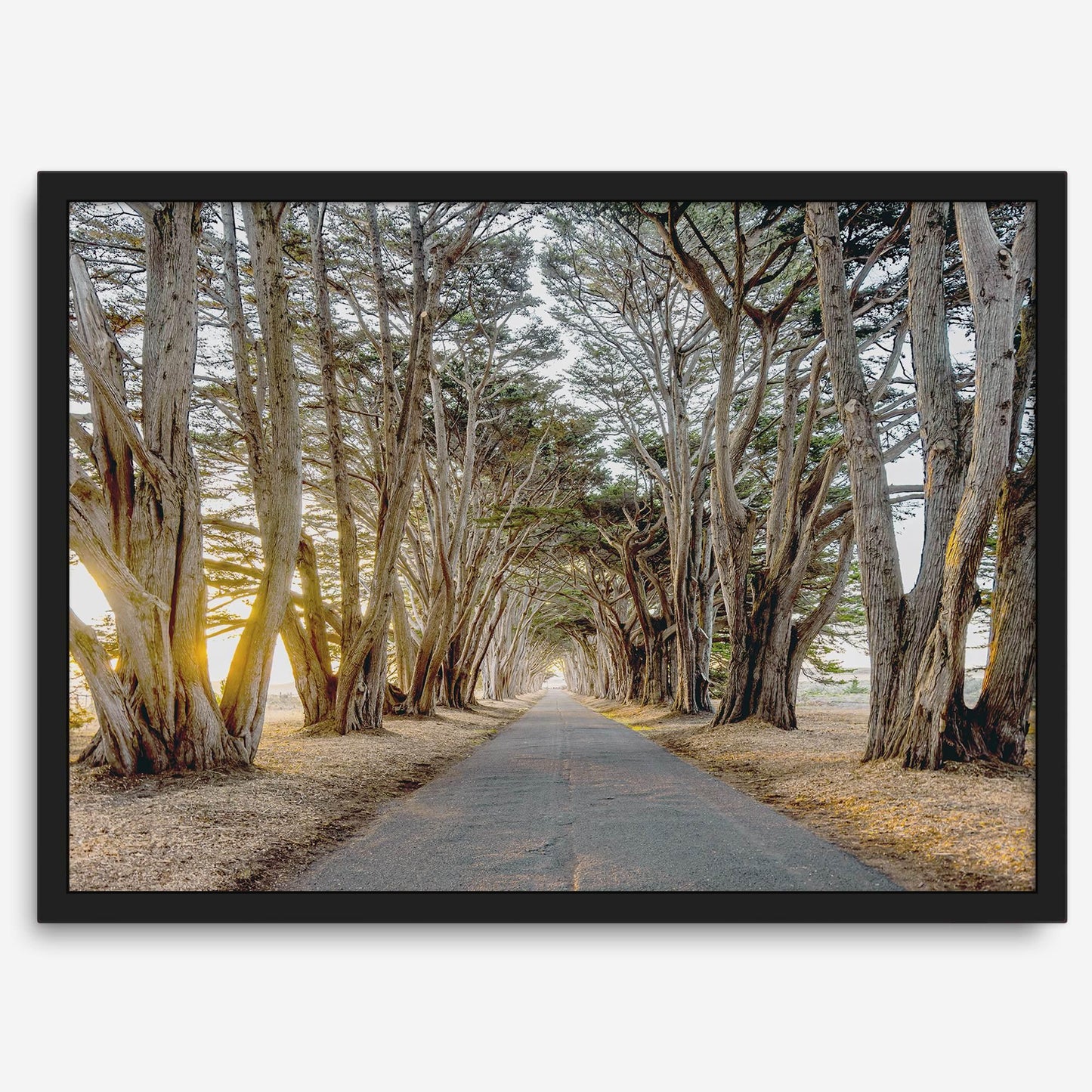 Cypress Tunnel
