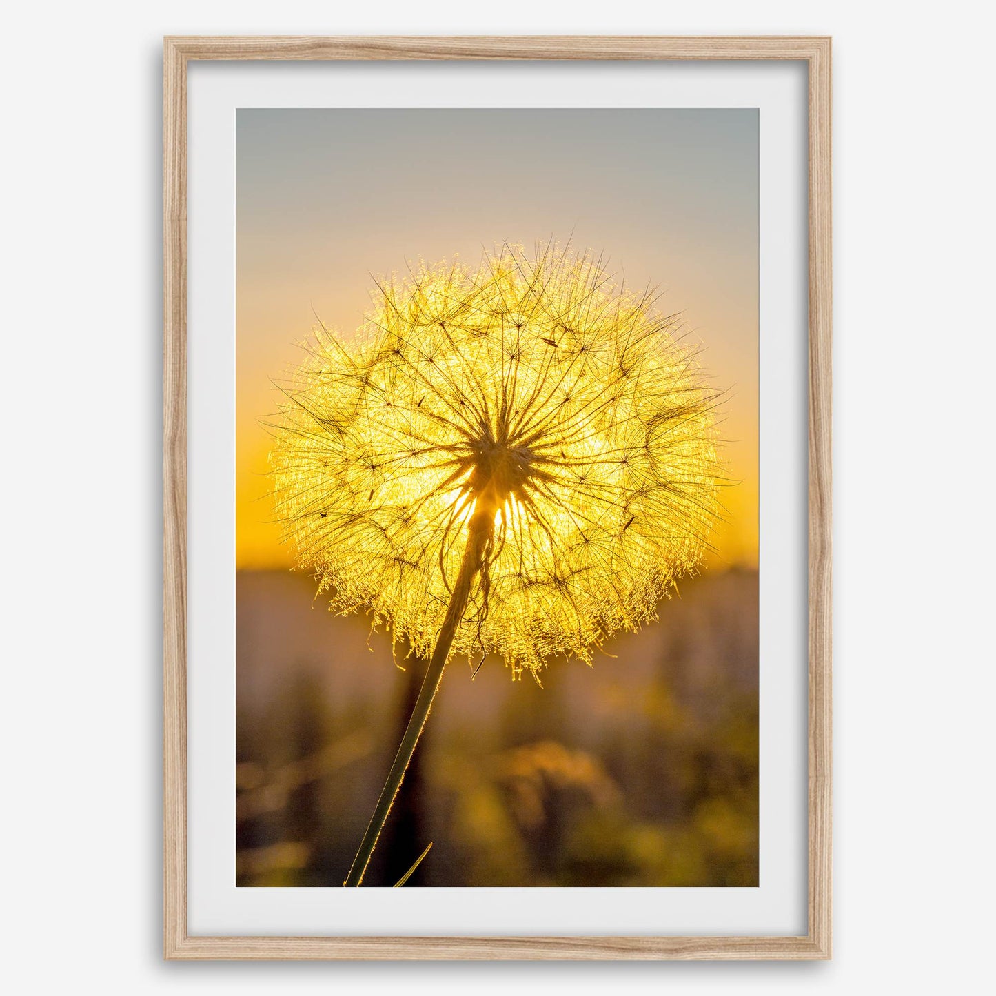 Golden Dandelion