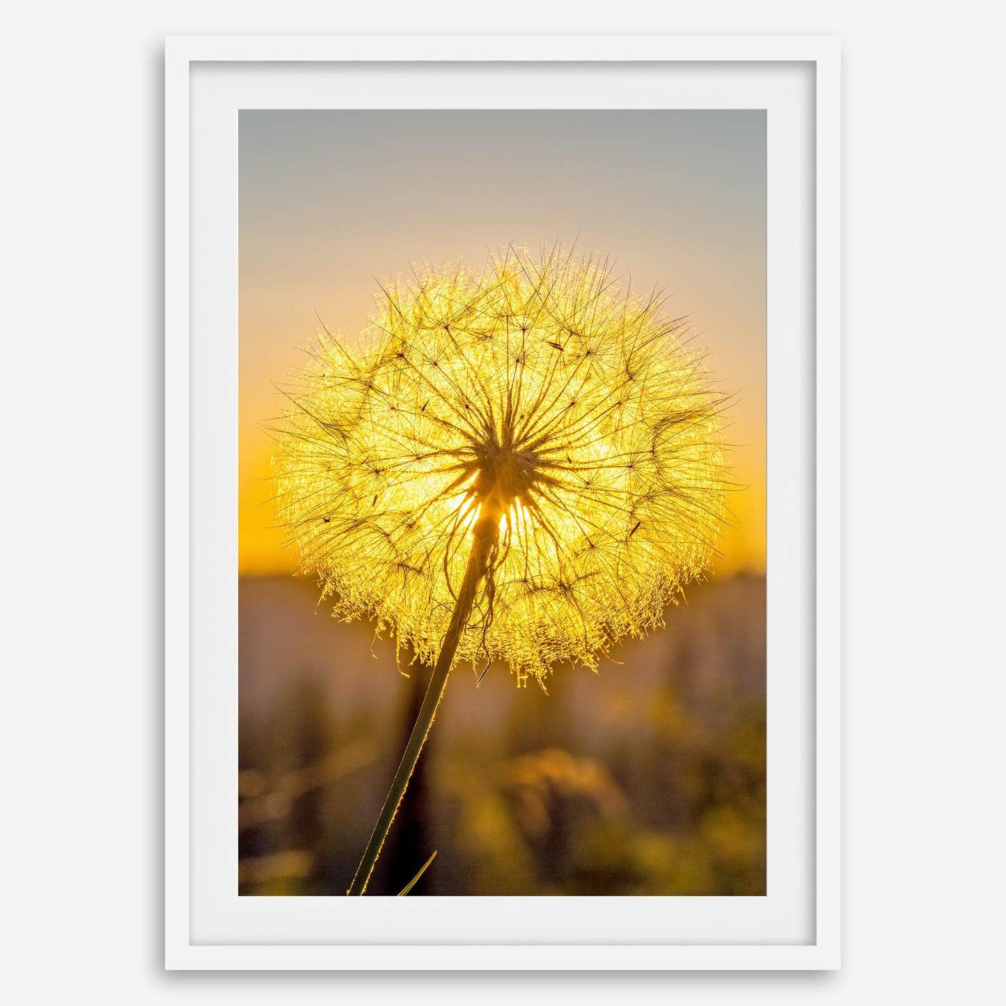 Golden Dandelion