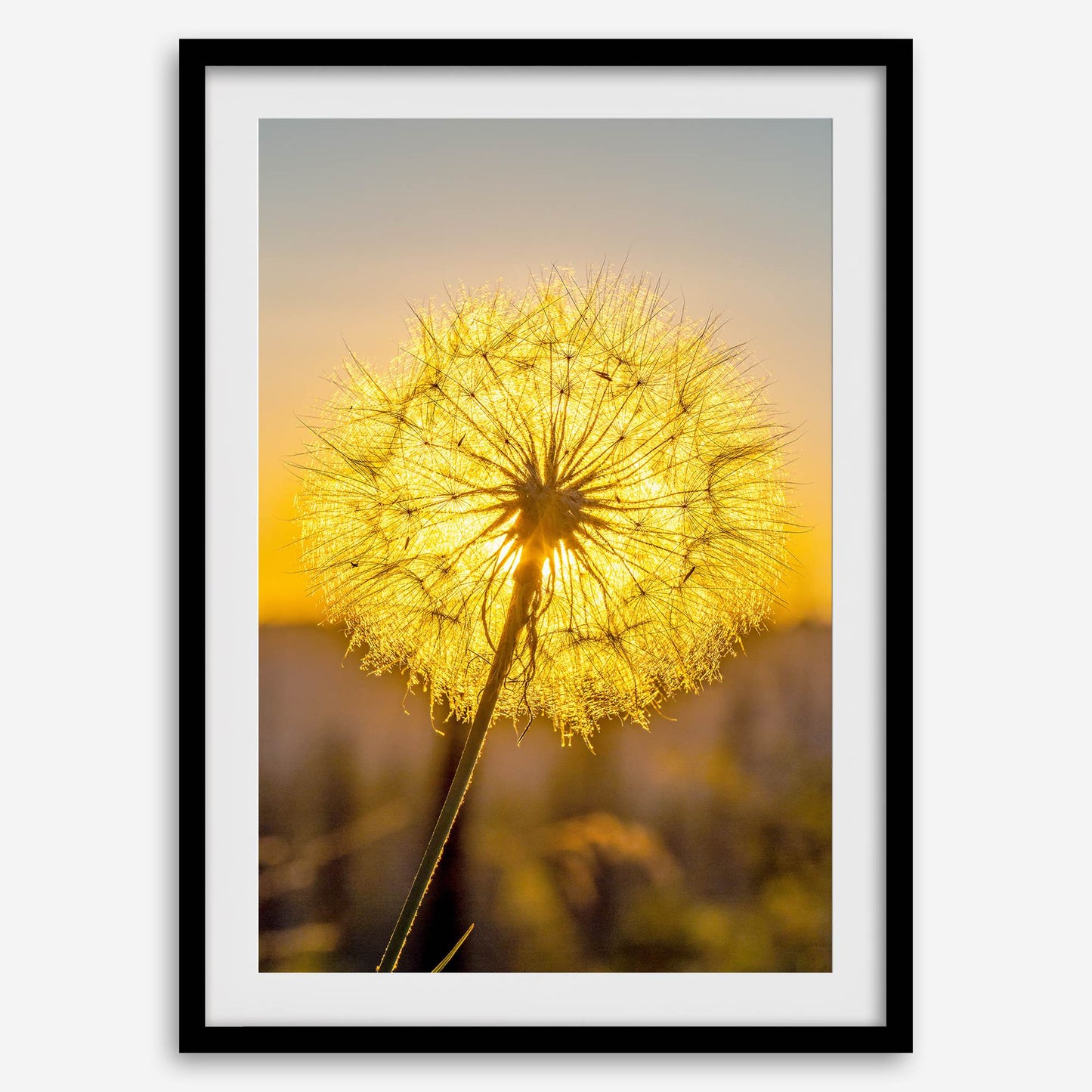 Golden Dandelion