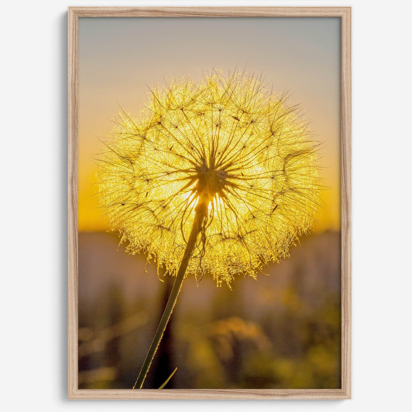 Golden Dandelion