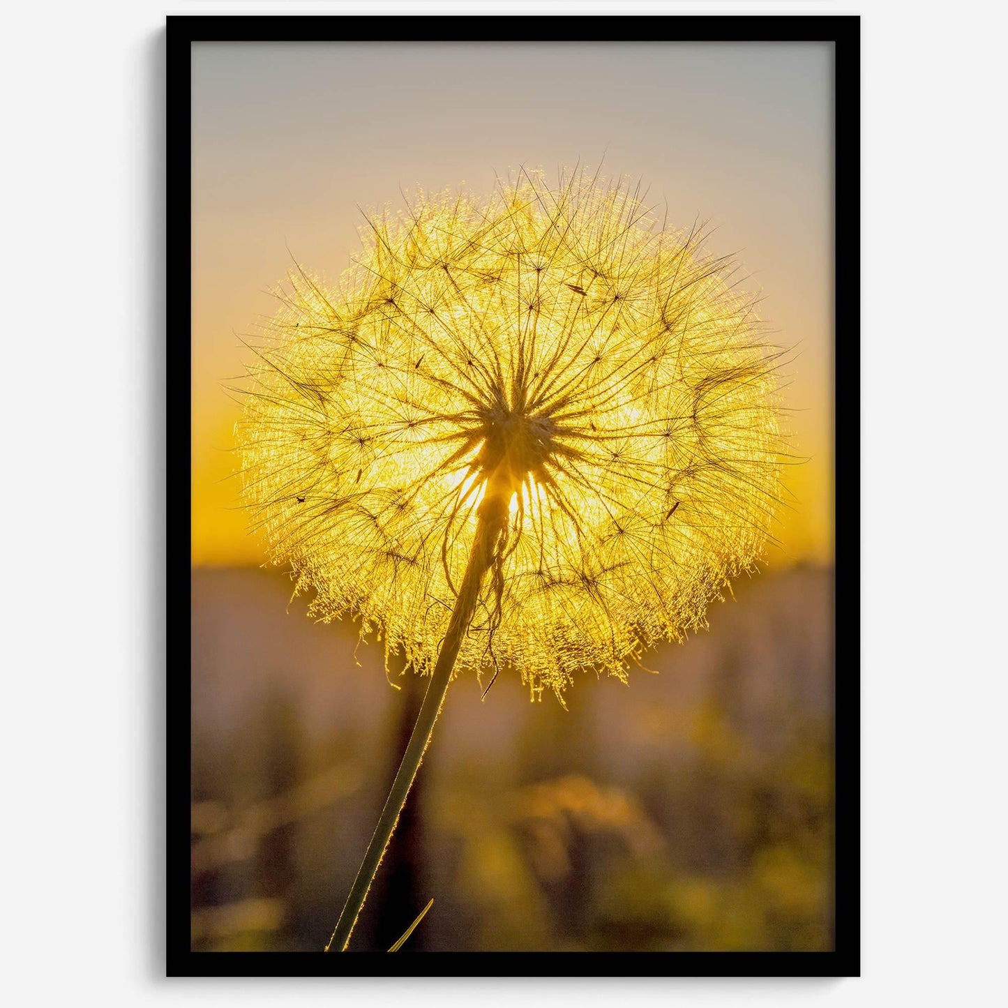 Golden Dandelion