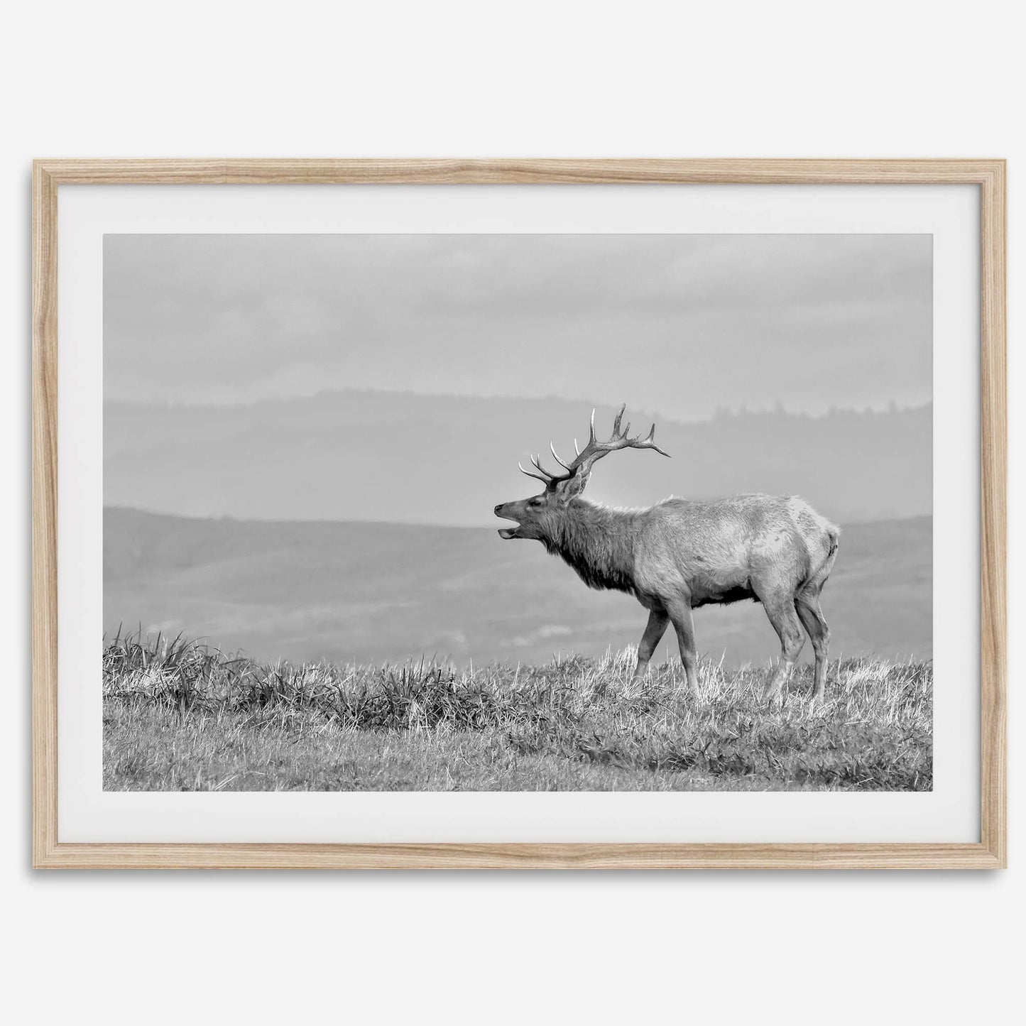 Costal Elk