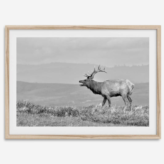 Costal Elk