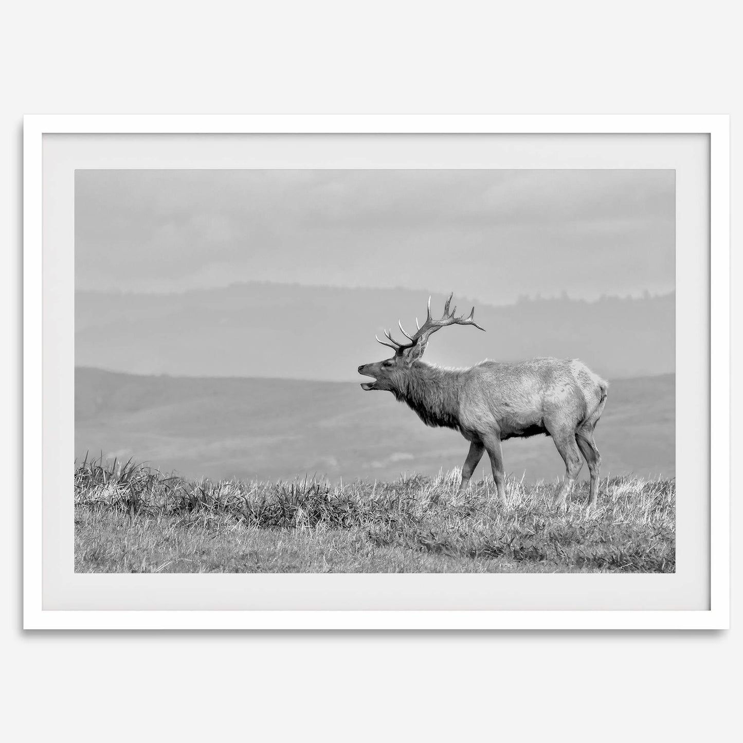Costal Elk