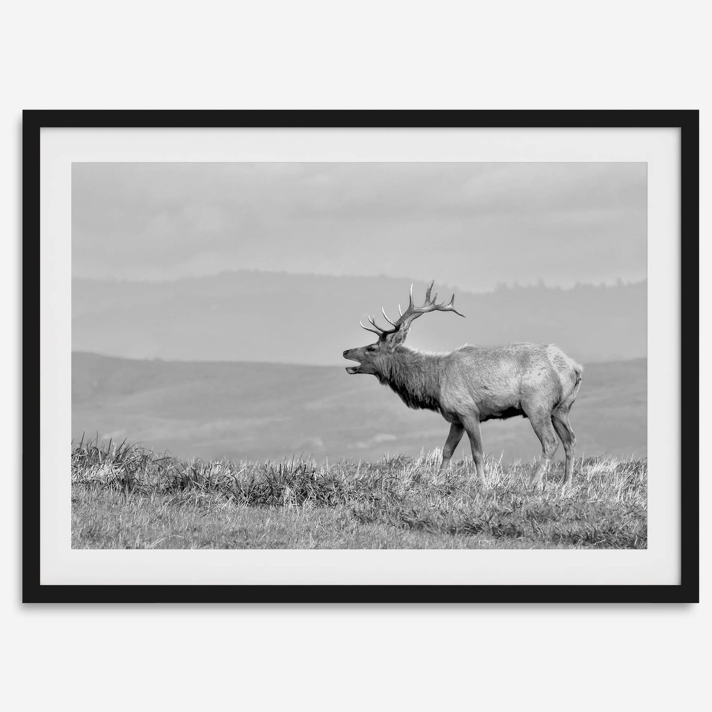 Costal Elk
