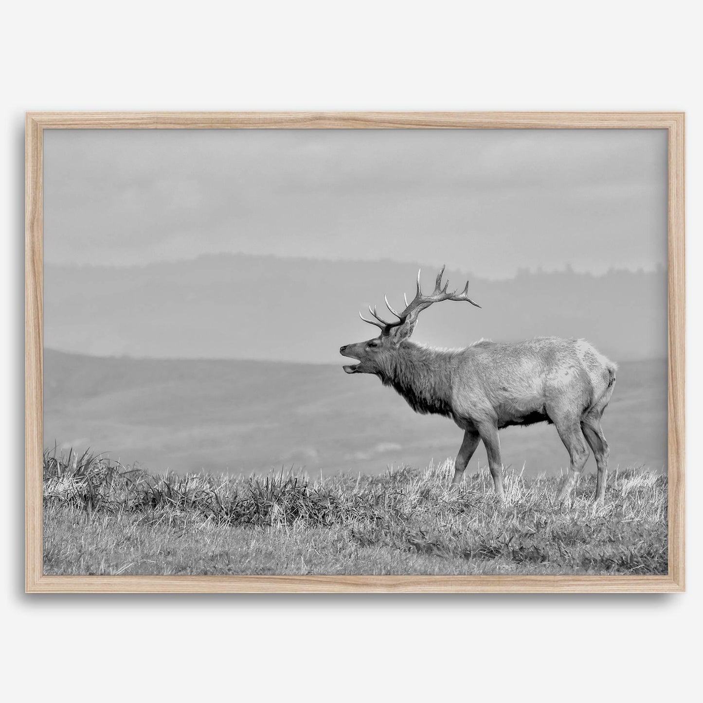 Costal Elk