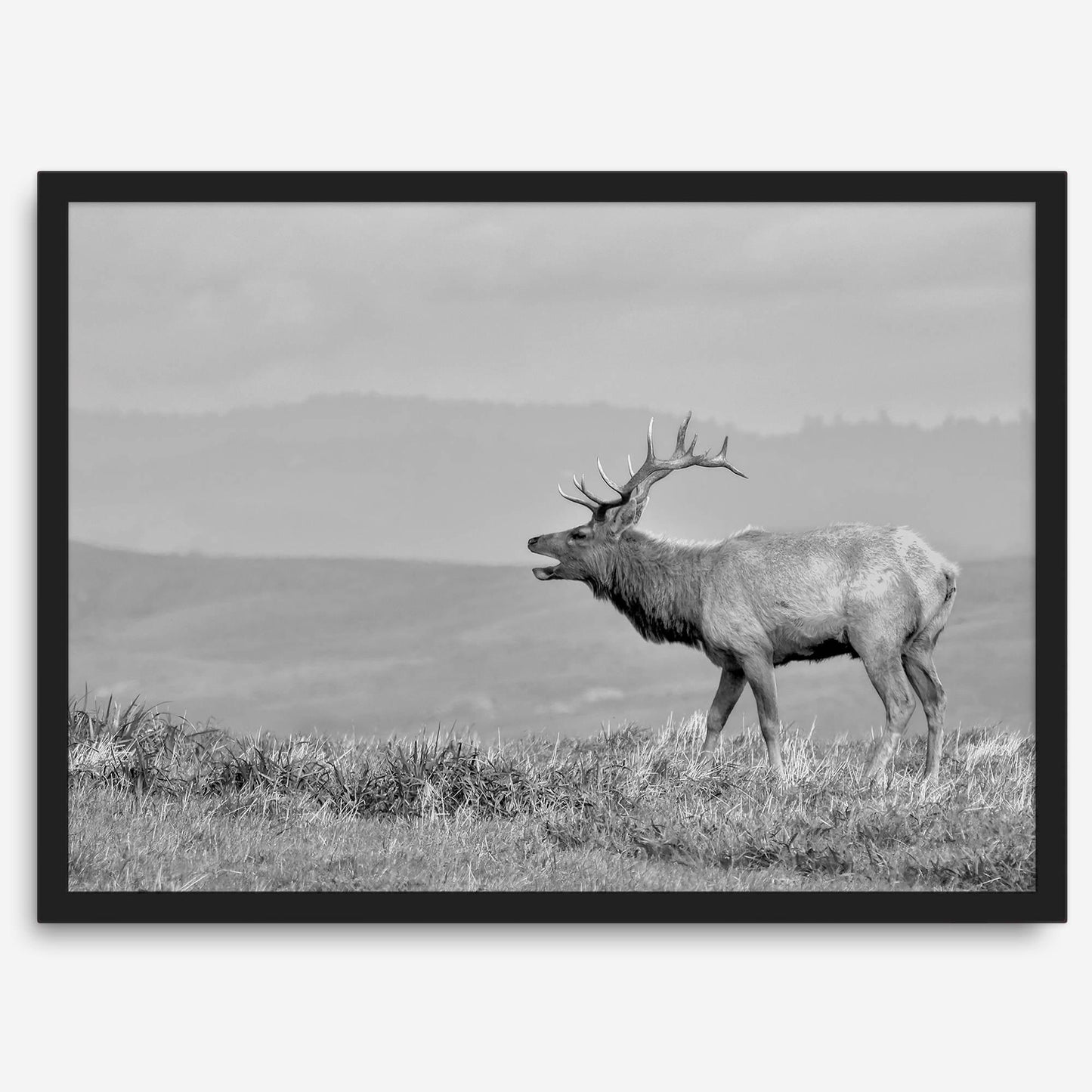 Costal Elk