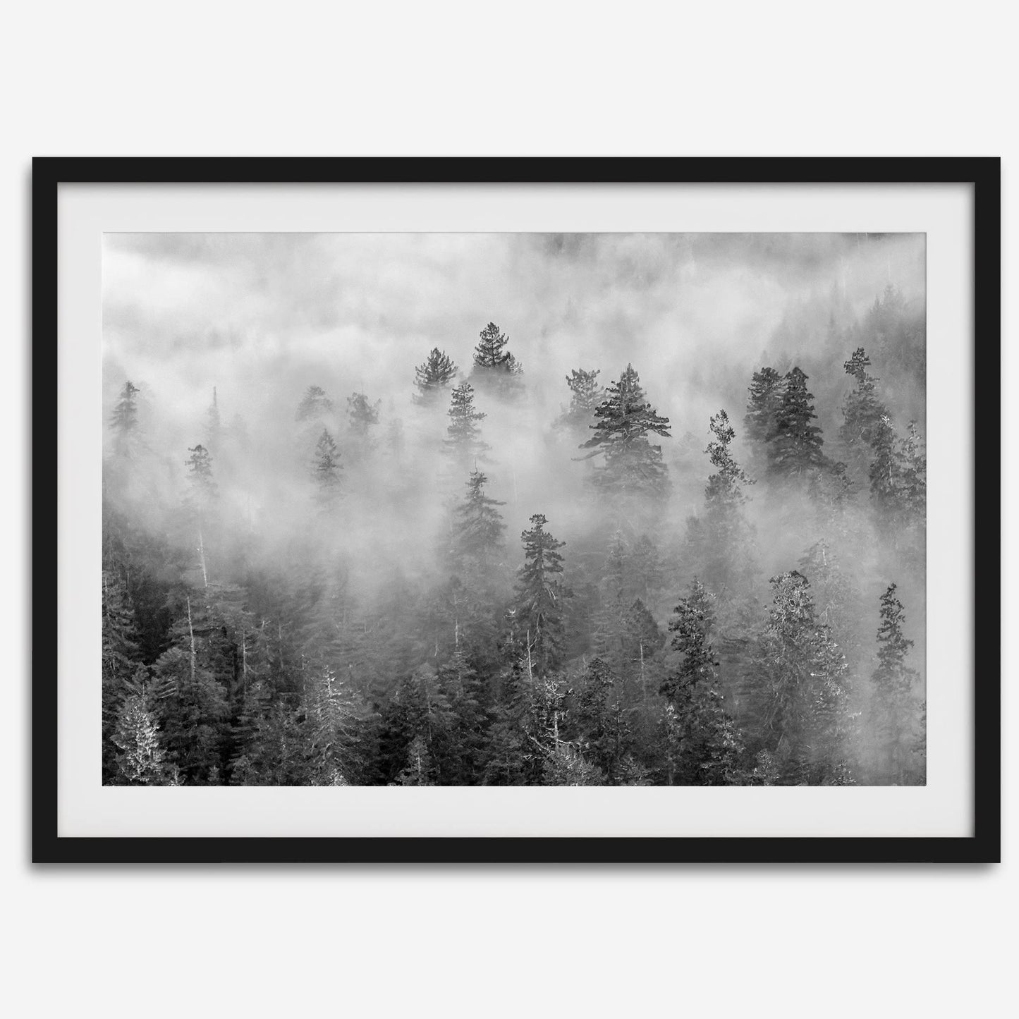 Foggy Treetops