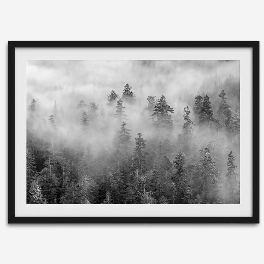 Foggy Treetops
