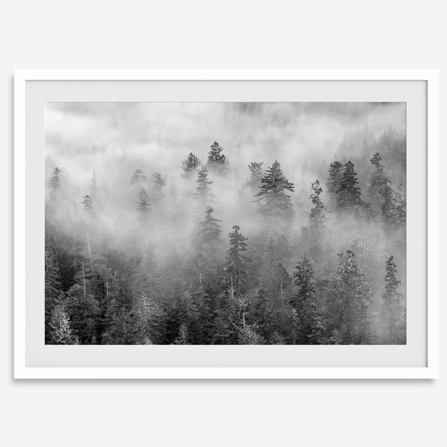 Foggy Treetops