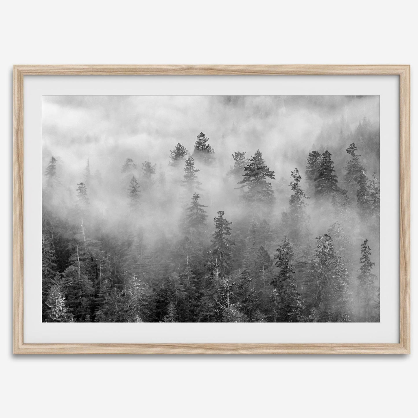 Foggy Treetops