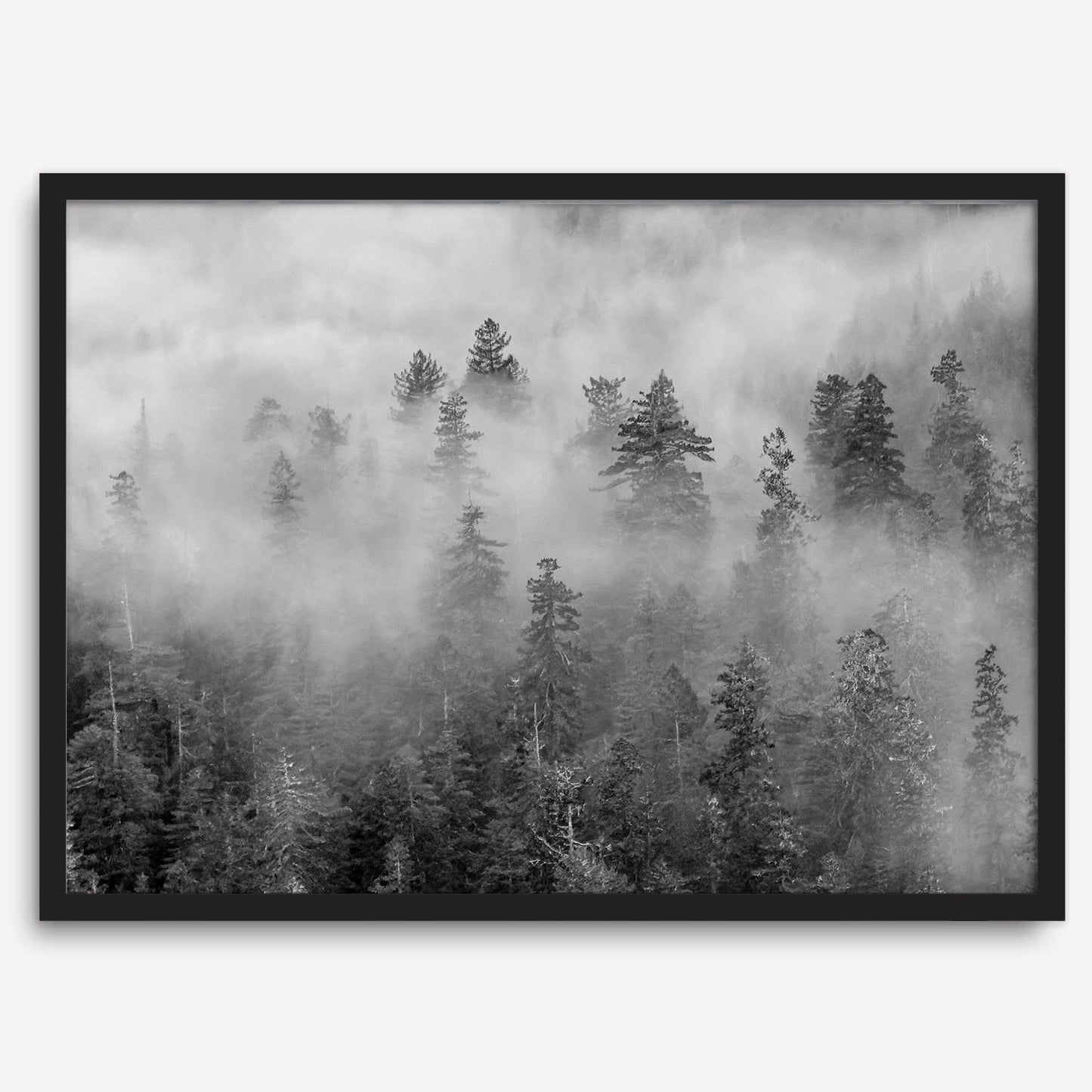 Foggy Treetops