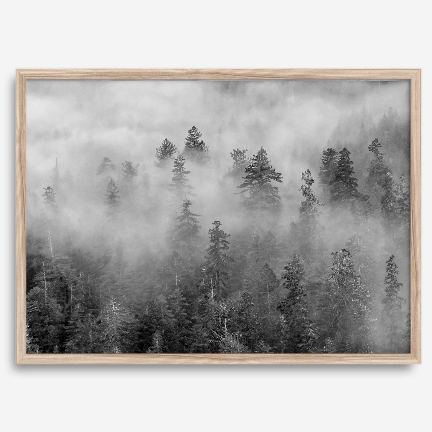 Foggy Treetops