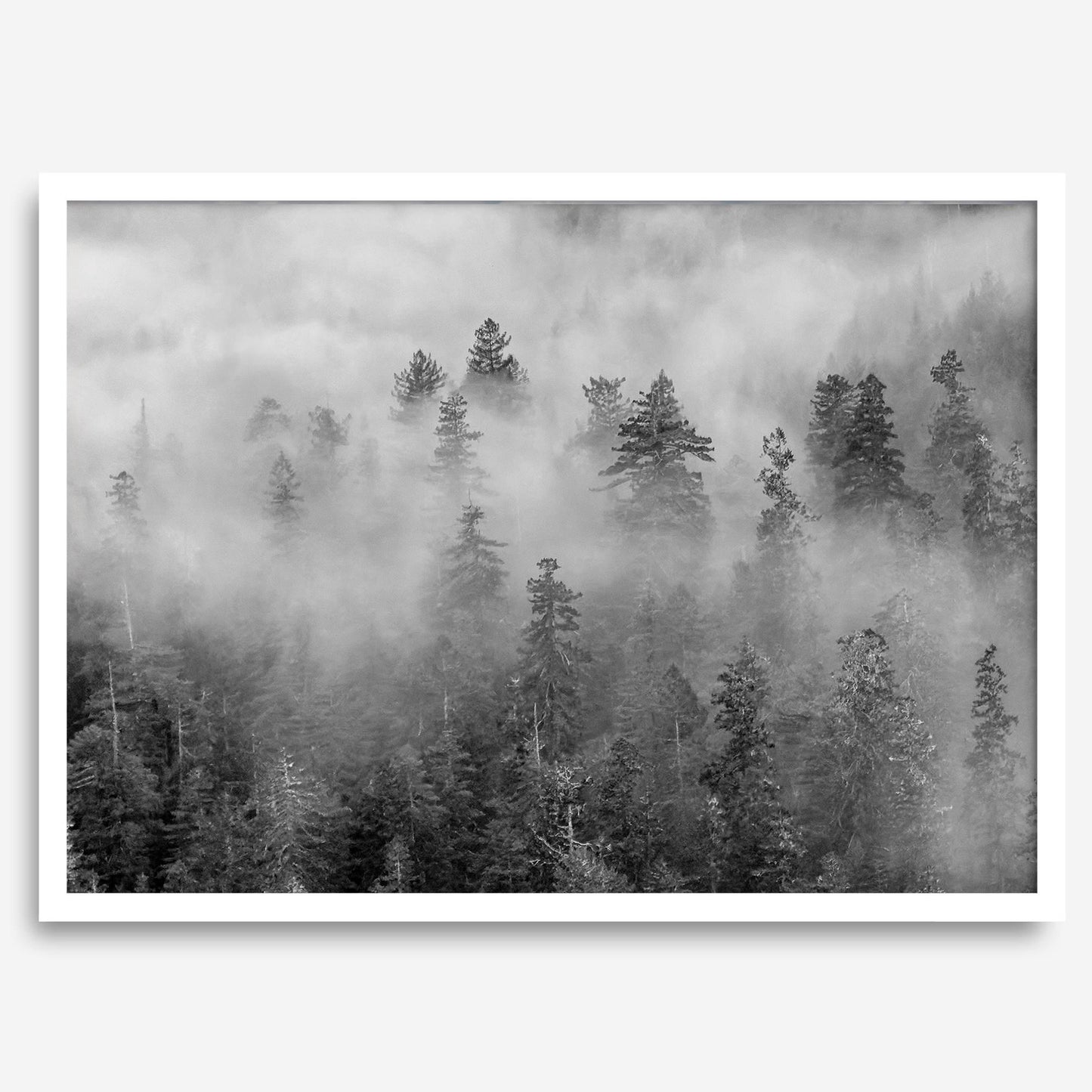 Foggy Treetops