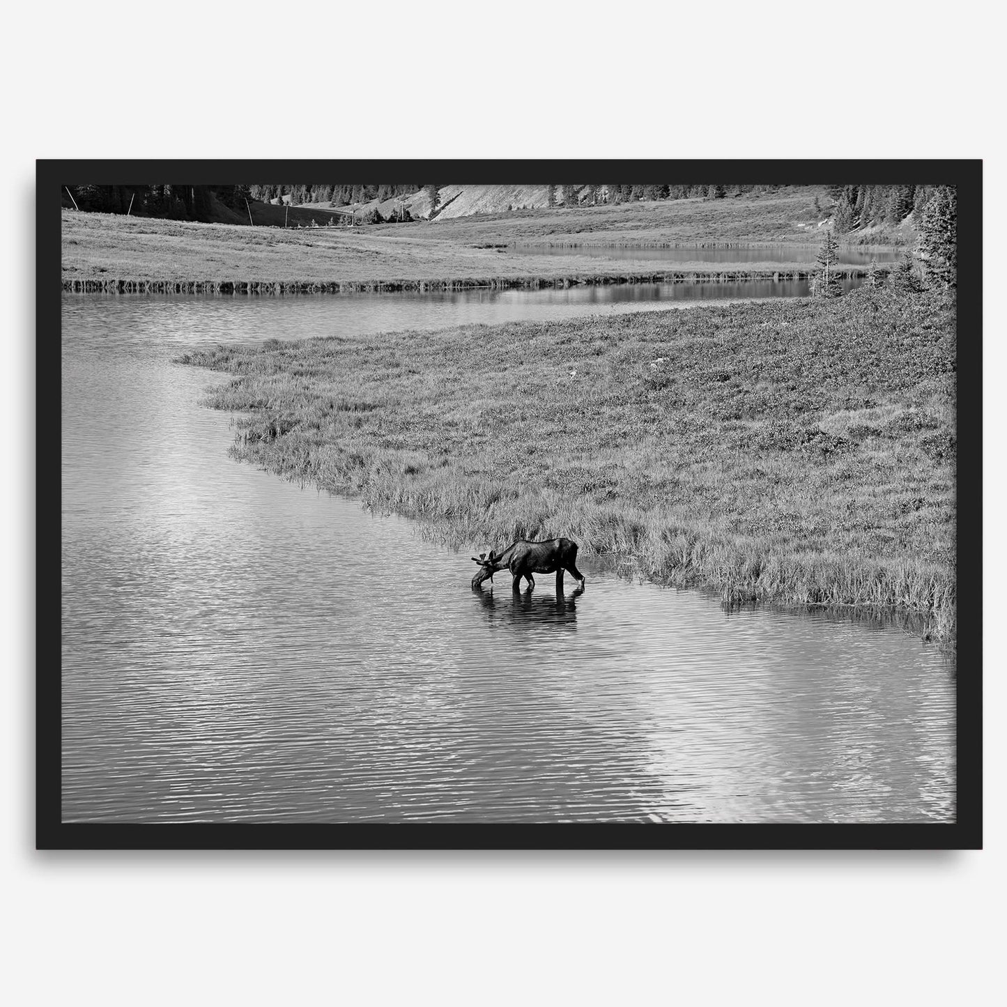 Mighty Moose drinking from a reflective stream in Rocky Mountain National Park black-and-white art.