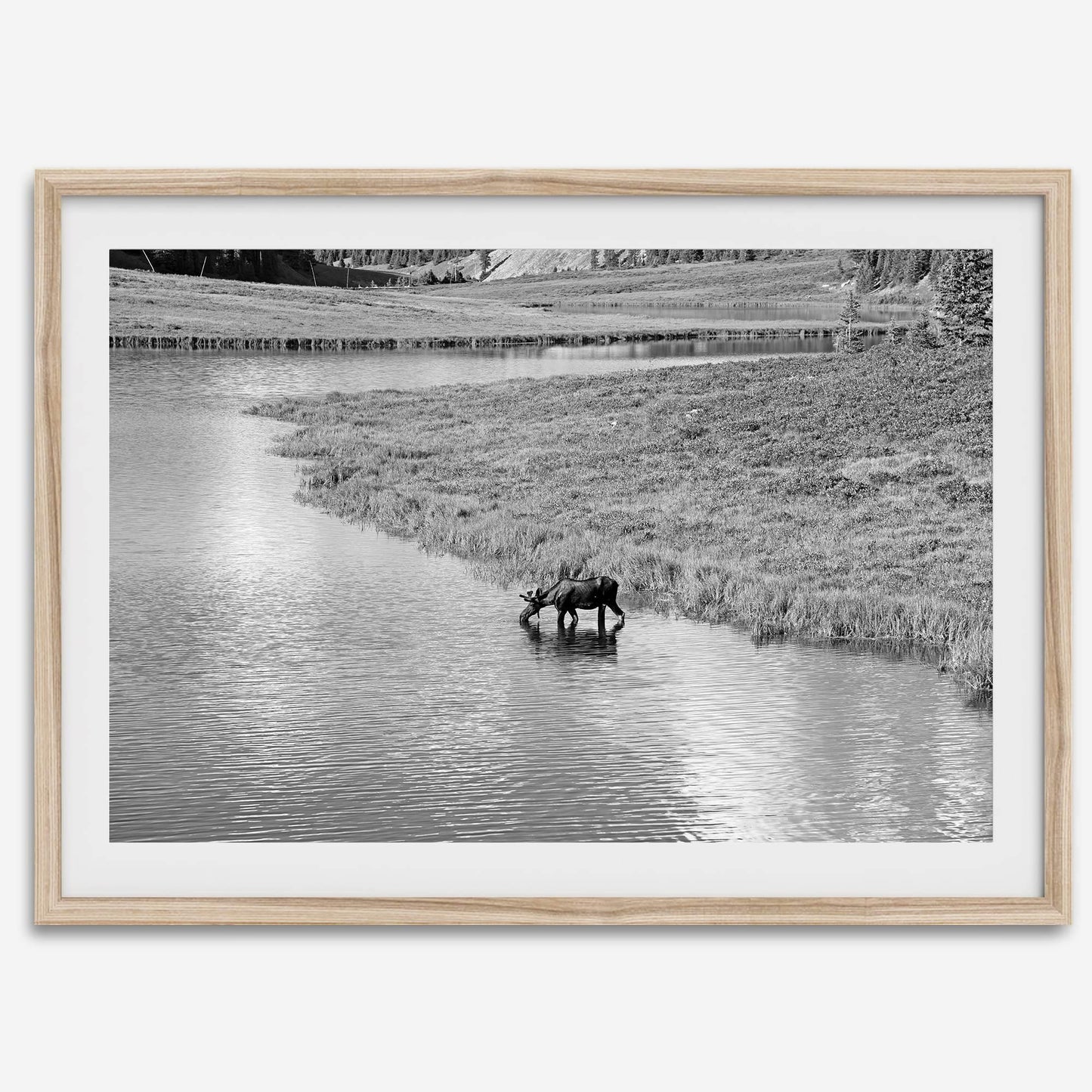 Mighty Moose drinking from a reflective stream in Rocky Mountain National Park in black-and-white.