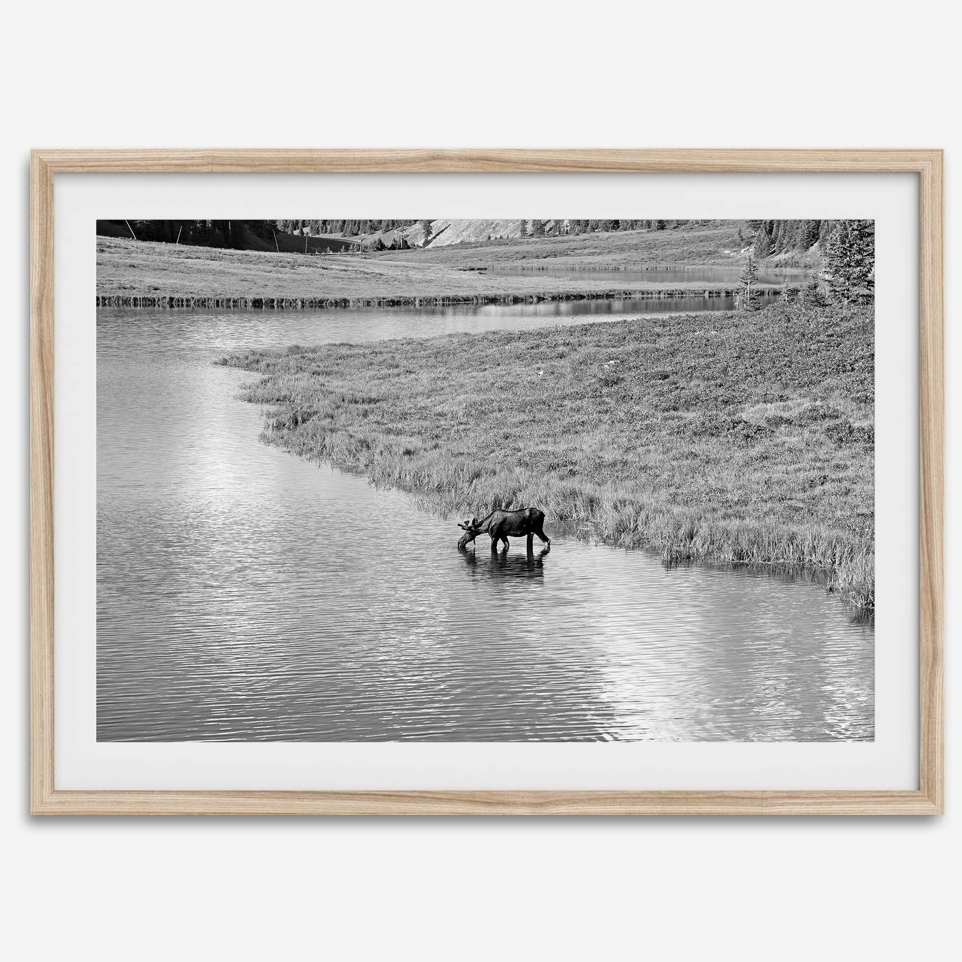 Mighty Moose drinking from a reflective stream in Rocky Mountain National Park in black-and-white.