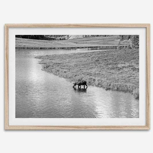 Mighty Moose drinking from a reflective stream in Rocky Mountain National Park in black-and-white.