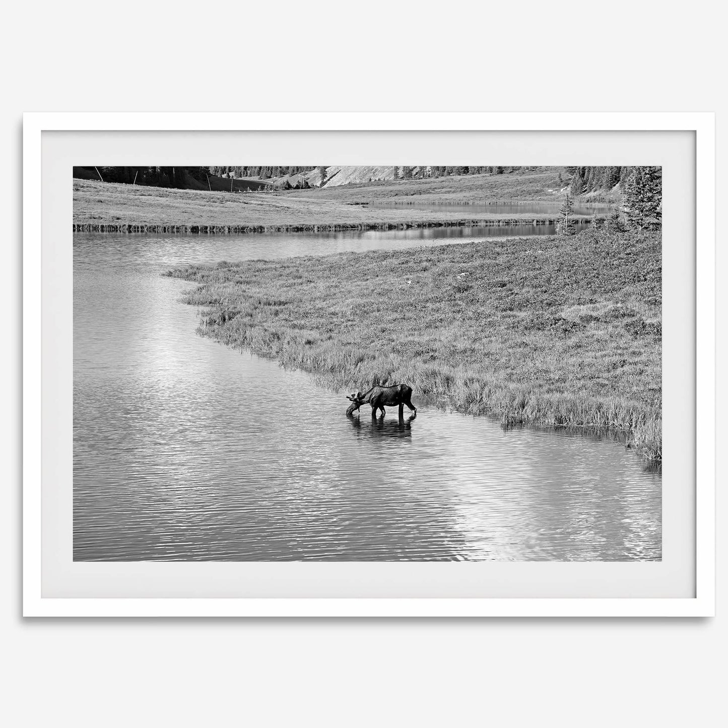 Mighty Moose drinking from a reflective stream in Rocky Mountain National Park, serene black-and-white wall art.