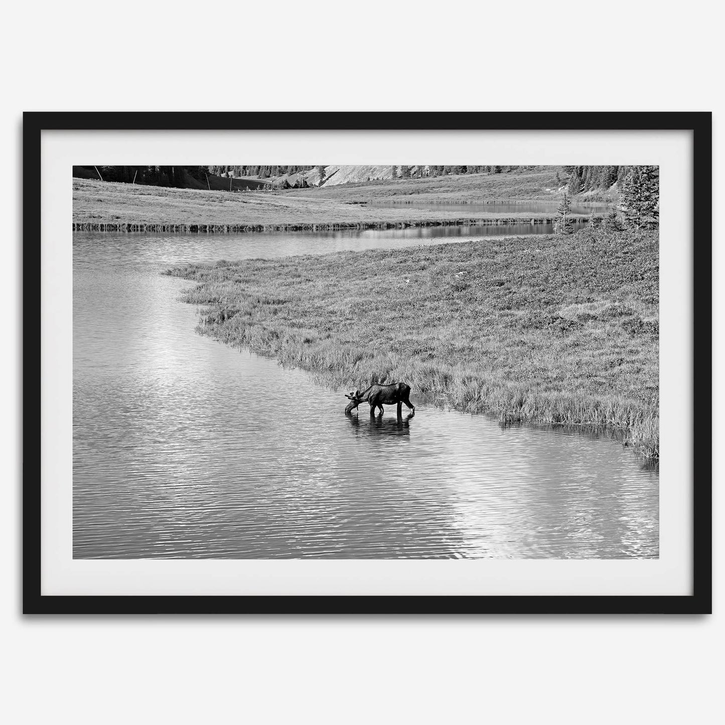 Mighty Moose wall art featuring a solitary moose drinking from a mountain stream in Rocky Mountain National Park.