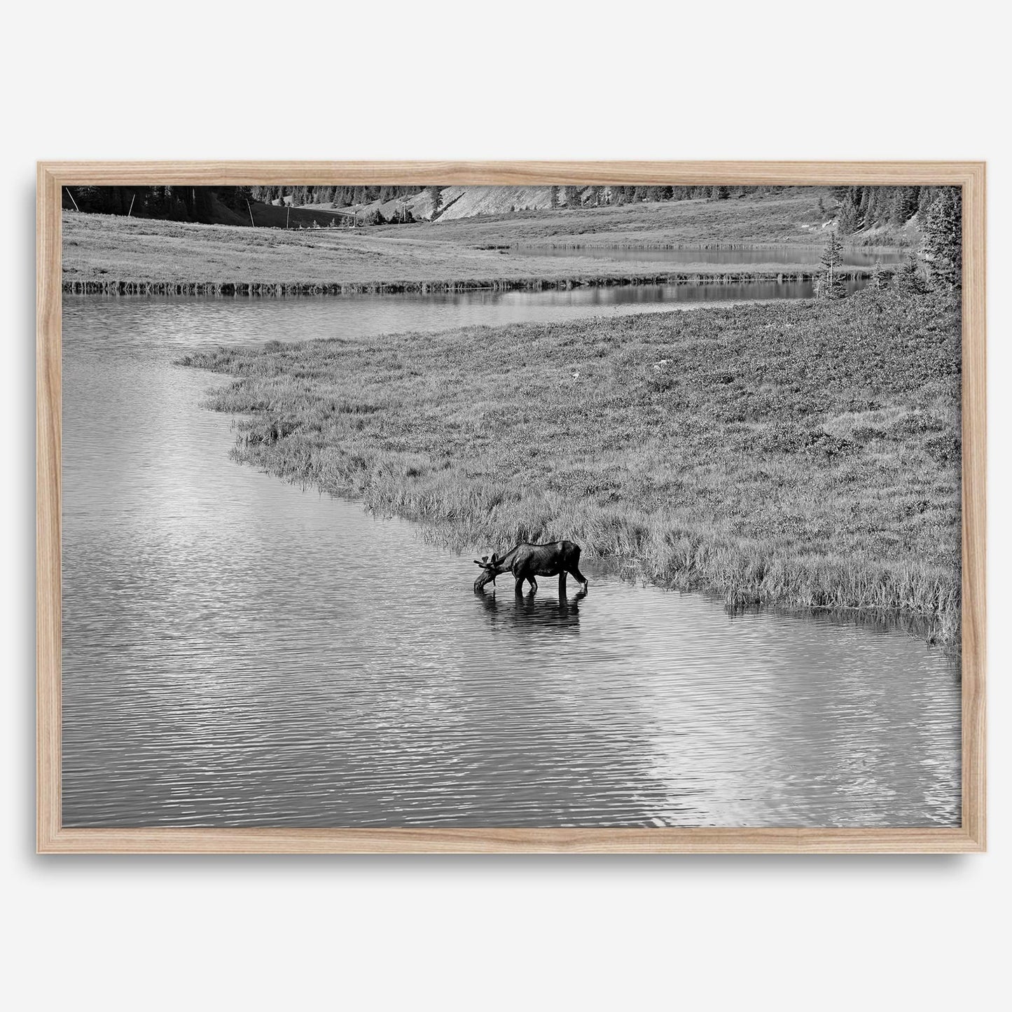 Mighty Moose drinking from a reflective stream in Rocky Mountain National Park black-and-white art print.