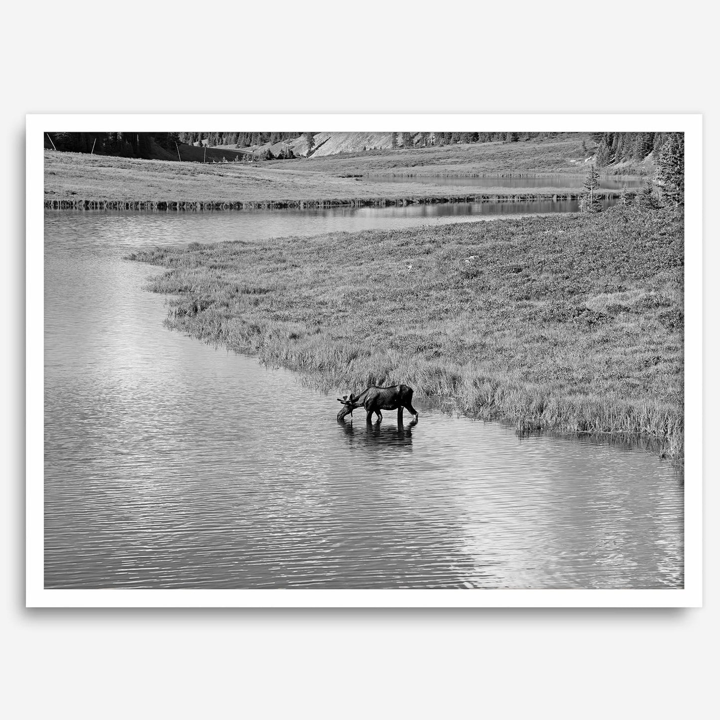 Mighty Moose drinking from a reflective mountain stream in black-and-white, Rocky Mountain National Park.