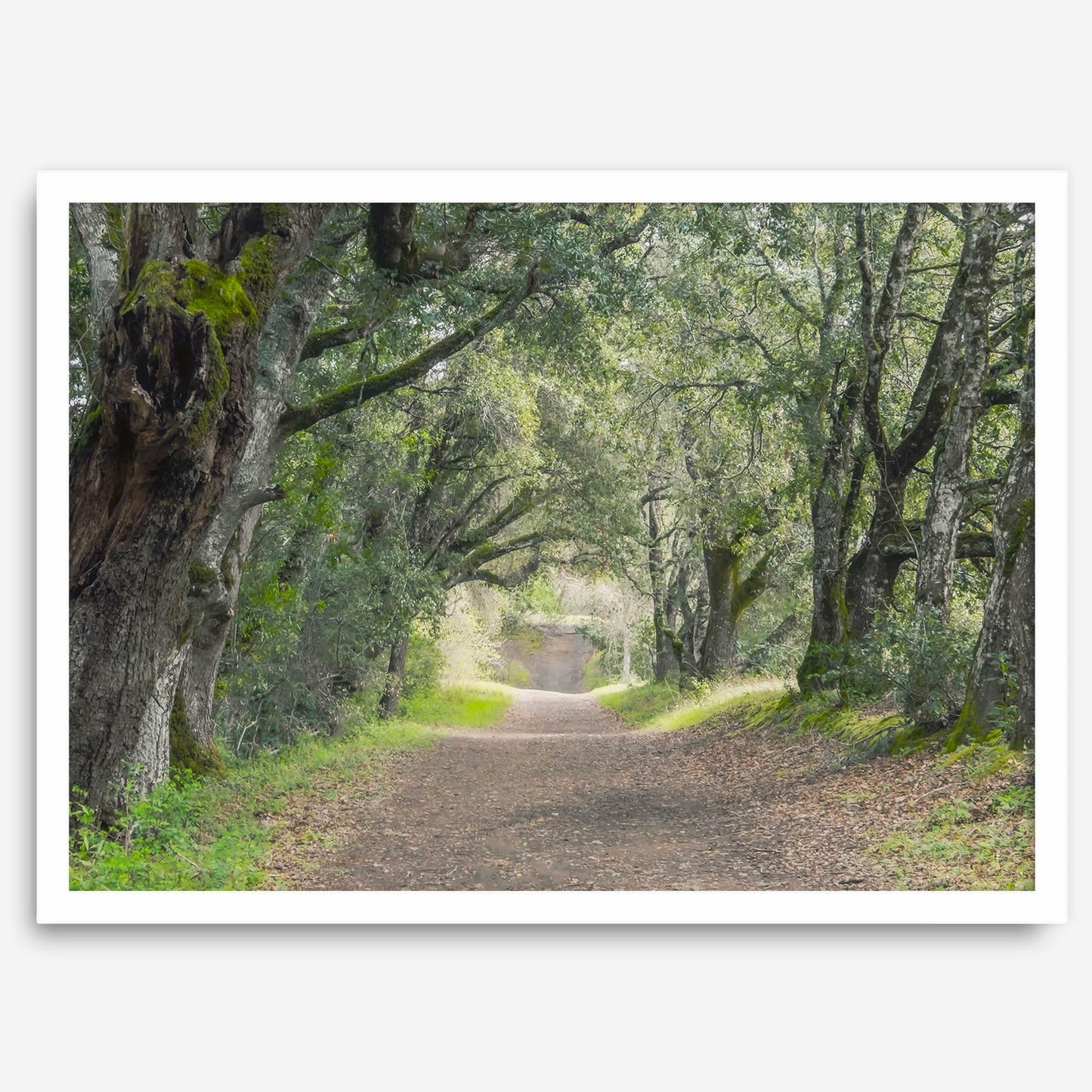 Tree Tunnel
