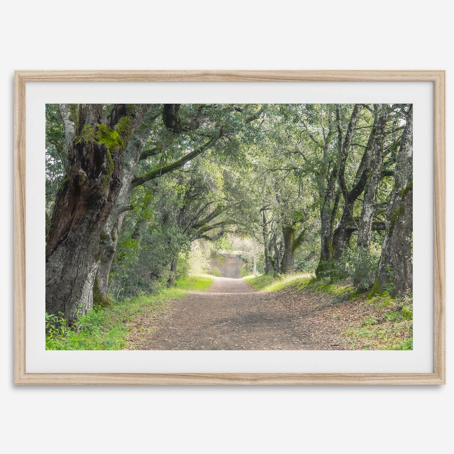 Tree Tunnel