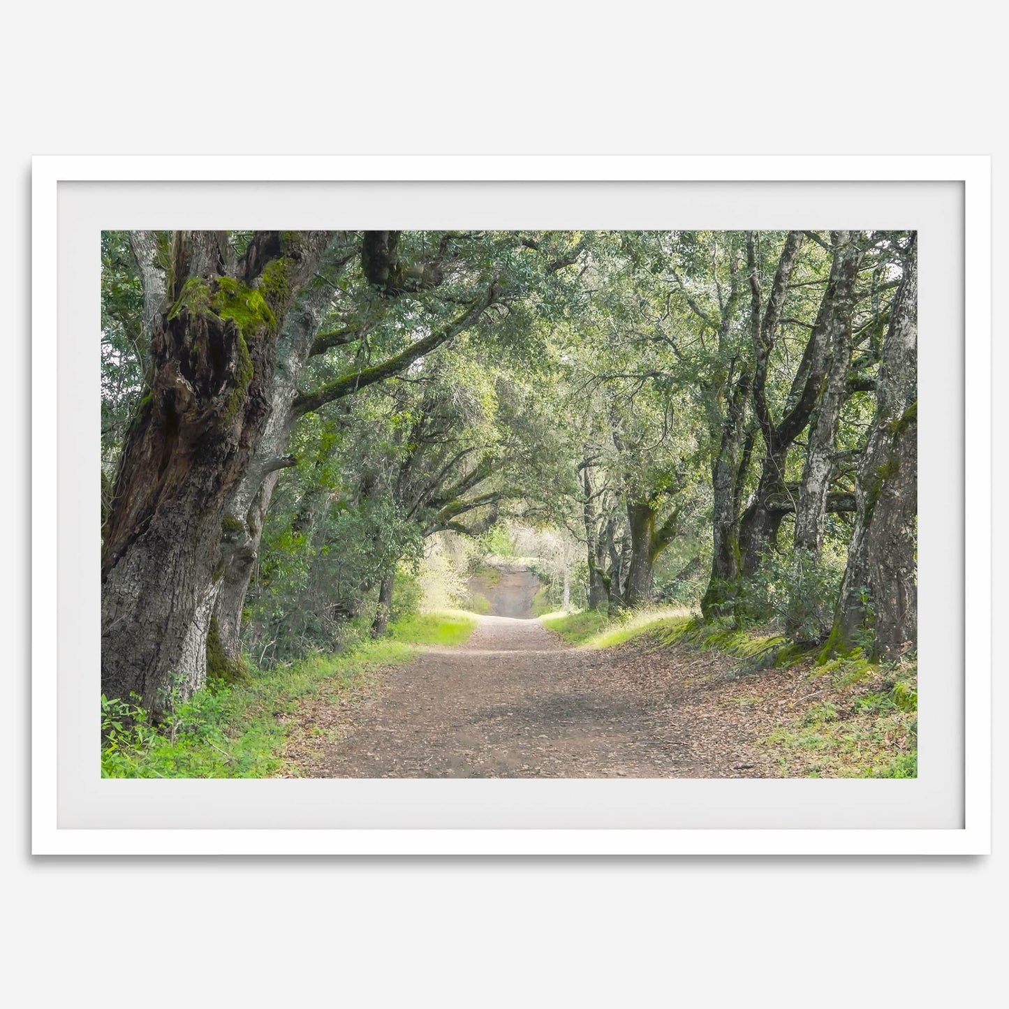 Tree Tunnel