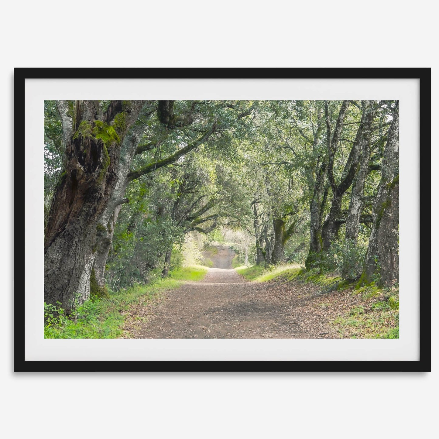 Tree Tunnel