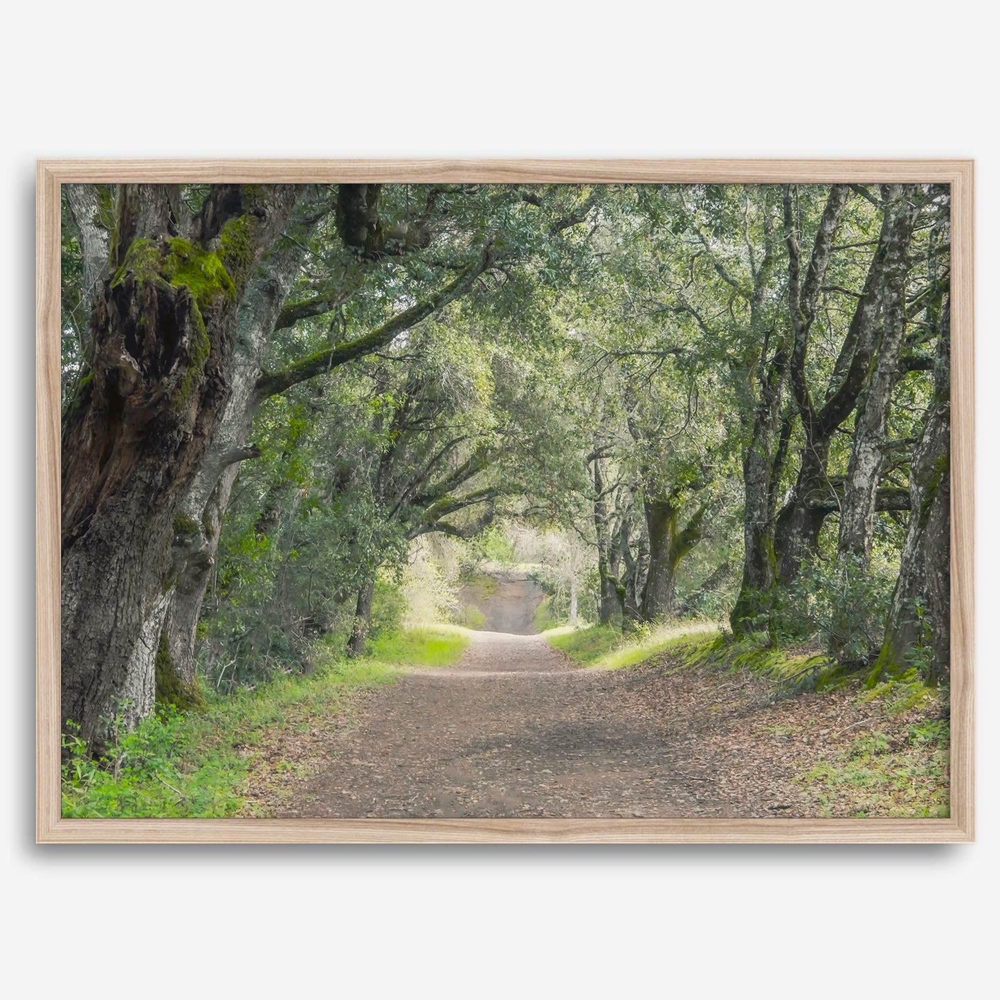 Tree Tunnel
