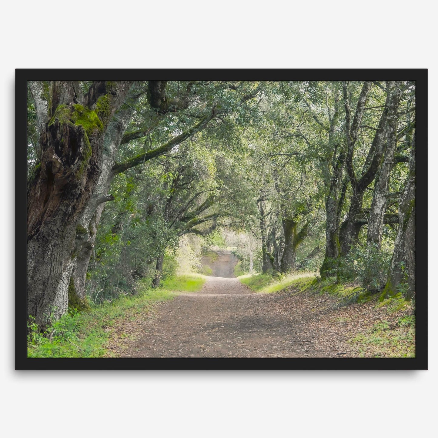 Tree Tunnel