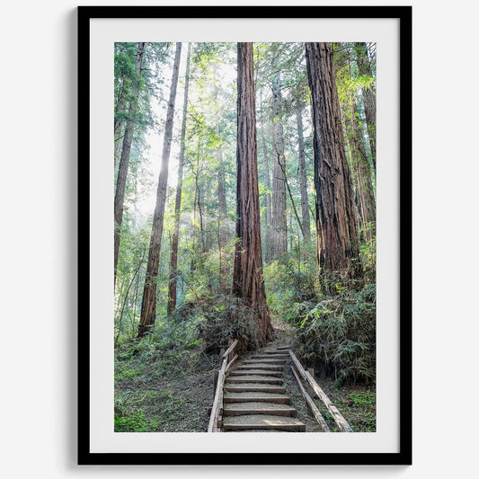 Woodland Steps