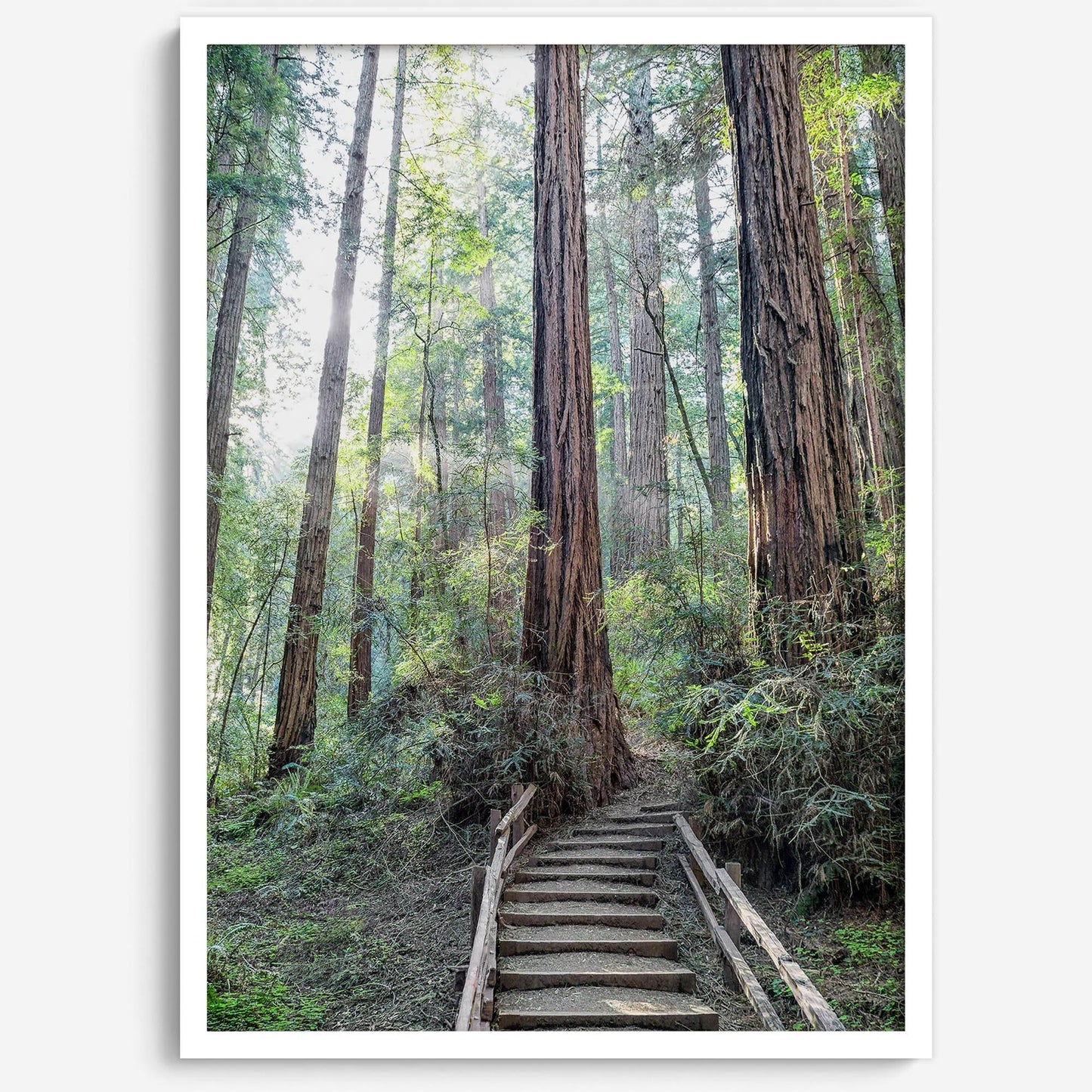 Woodland Steps