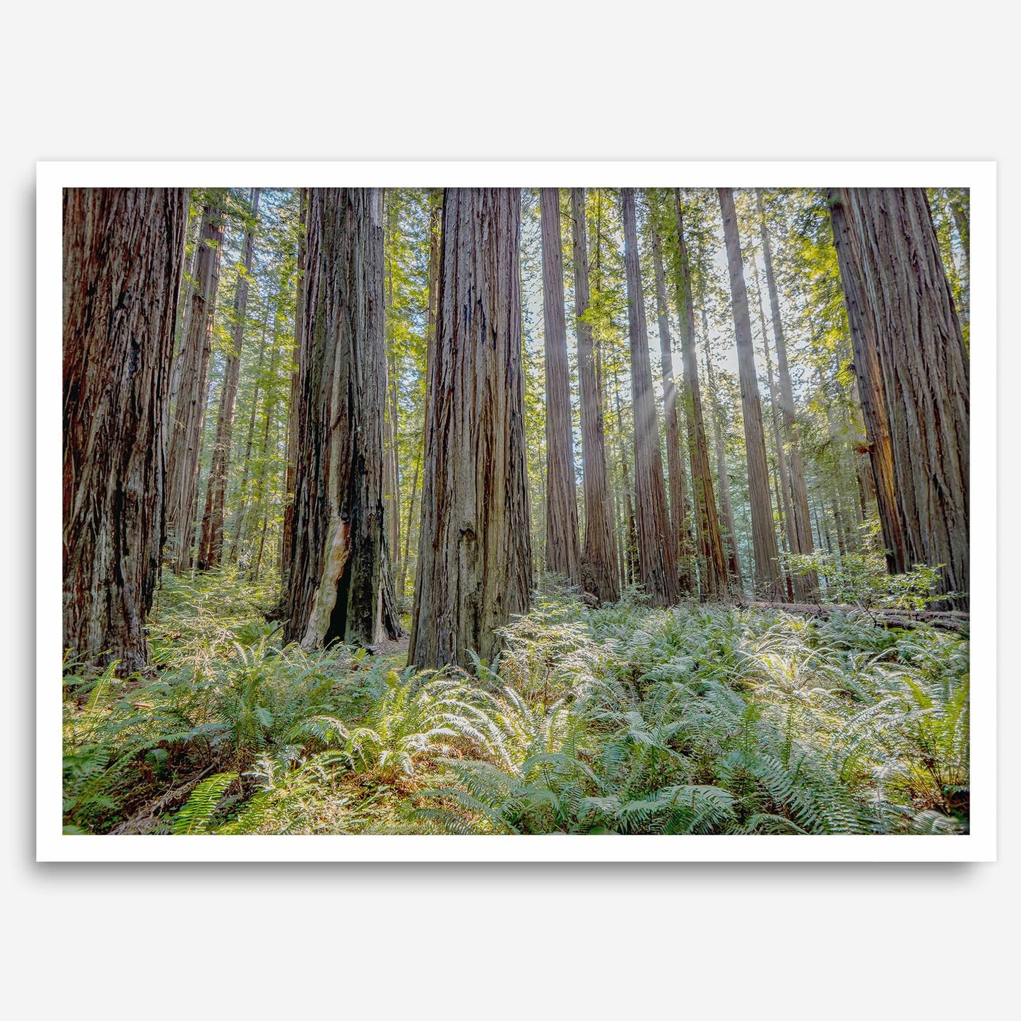 Lush Forest