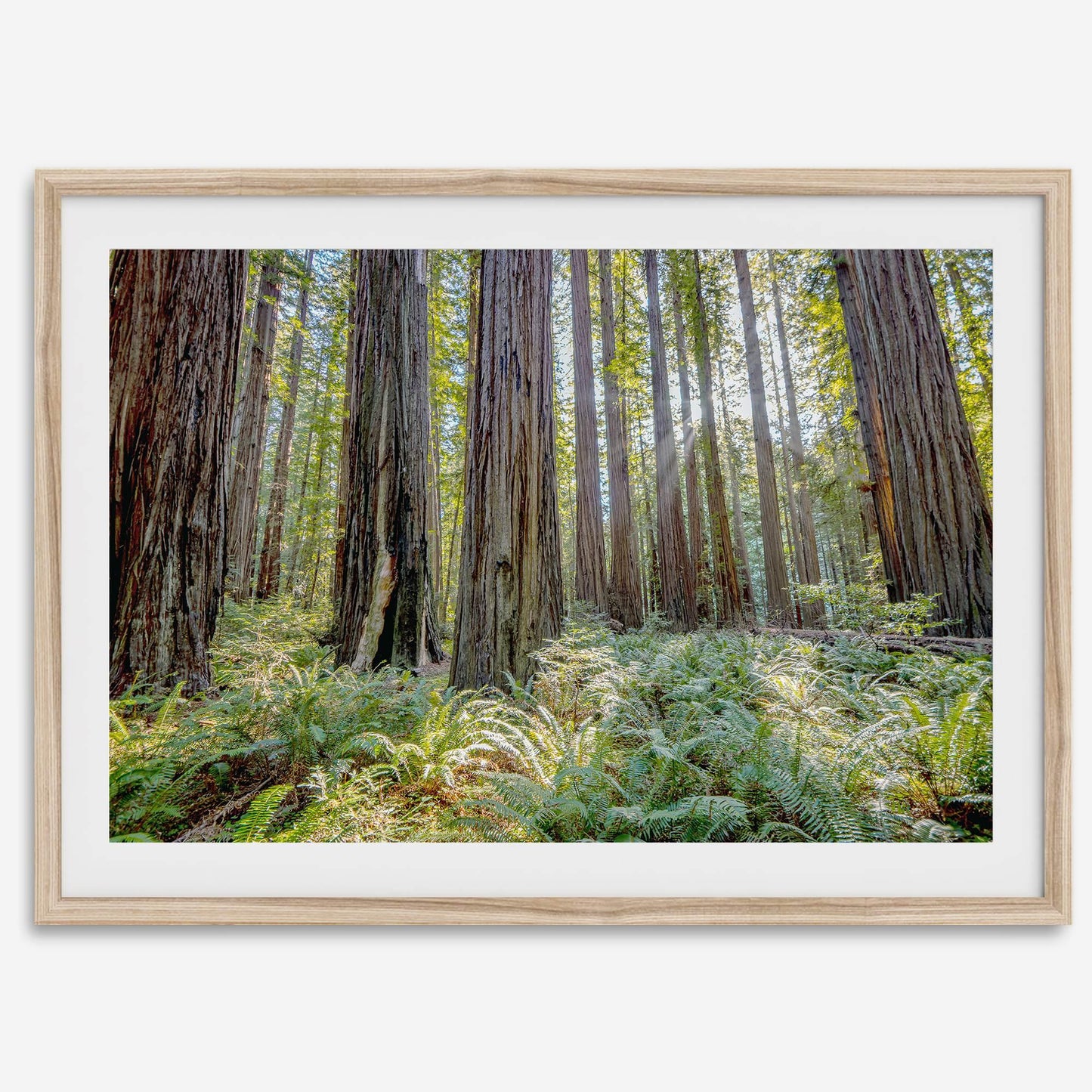 Lush Forest